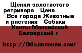 Щенки золотистого ретривера › Цена ­ 15 000 - Все города Животные и растения » Собаки   . Ханты-Мансийский,Белоярский г.